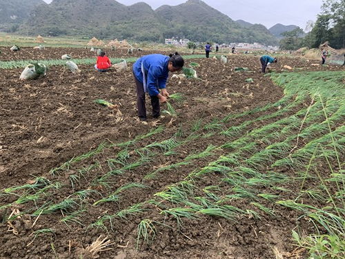 鎮寧馬廠鎮 秋耕冬種正當時，土地輪作促增收