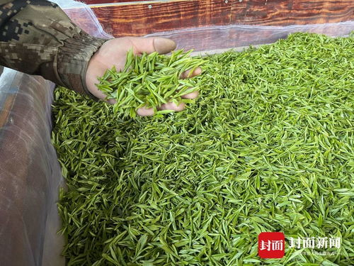 四川夾江 30萬畝茶園飄香迎春采，茶農(nóng)喜獲豐收“第一桶金”