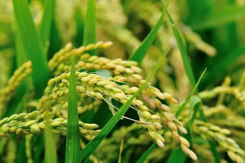 水溶肥哪家好？谷物種植高效施肥的三大選擇秘訣